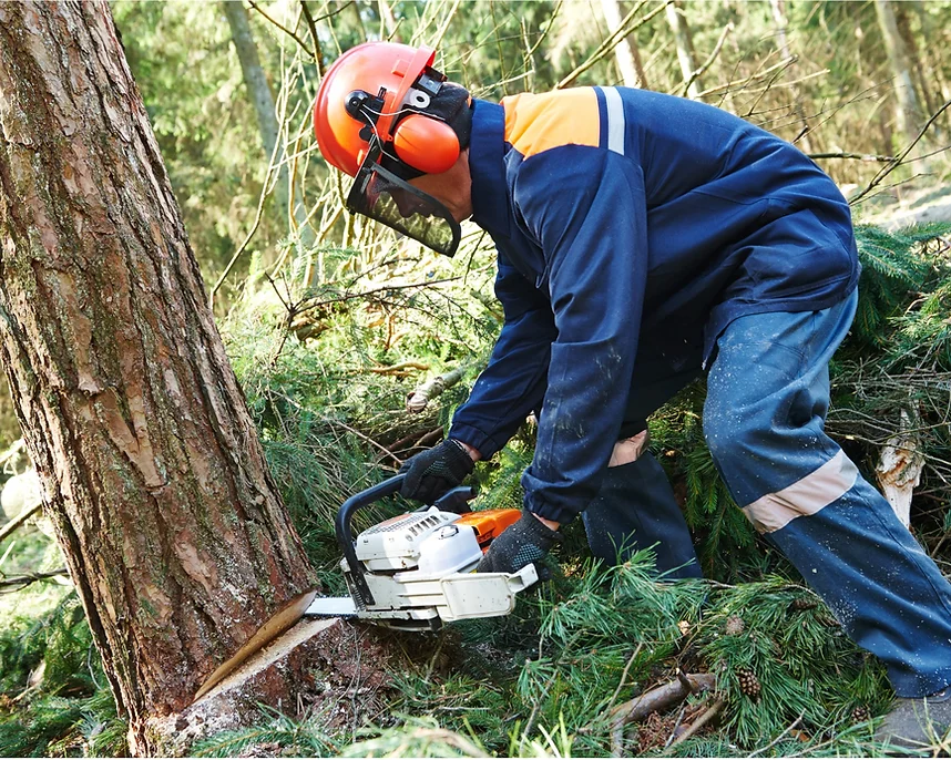 Trinity North Carolina Shrub Removal