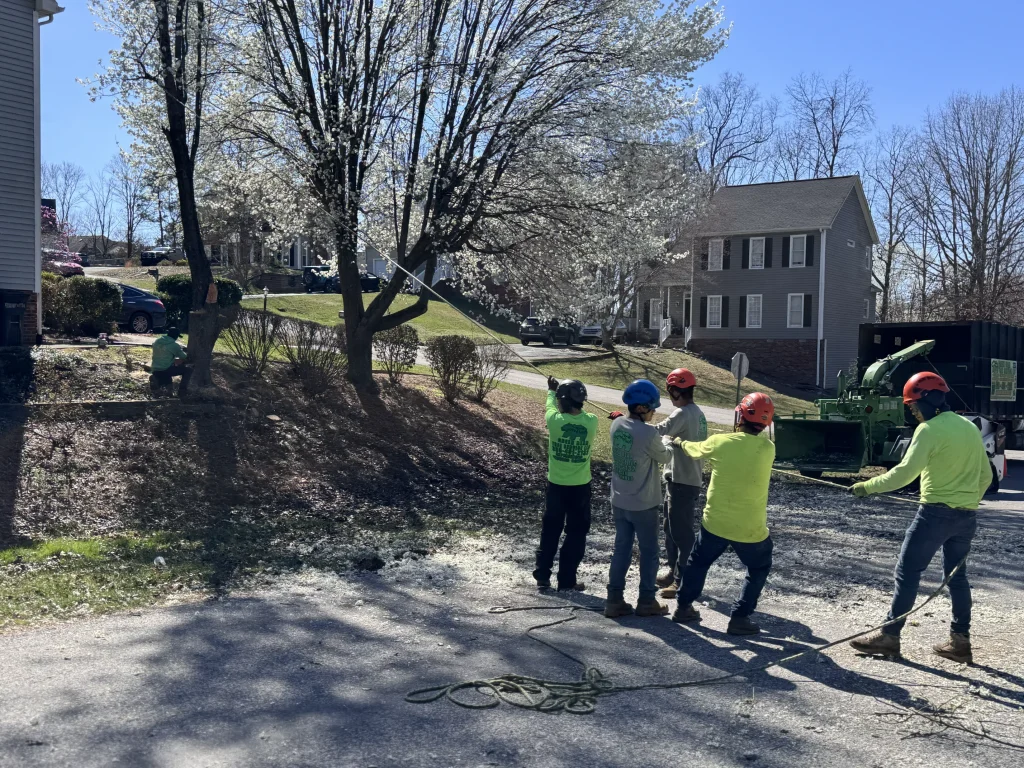 Green Bear Tree Service crew in safety helmets feeding branches into wood chipper residential neighborhood NC